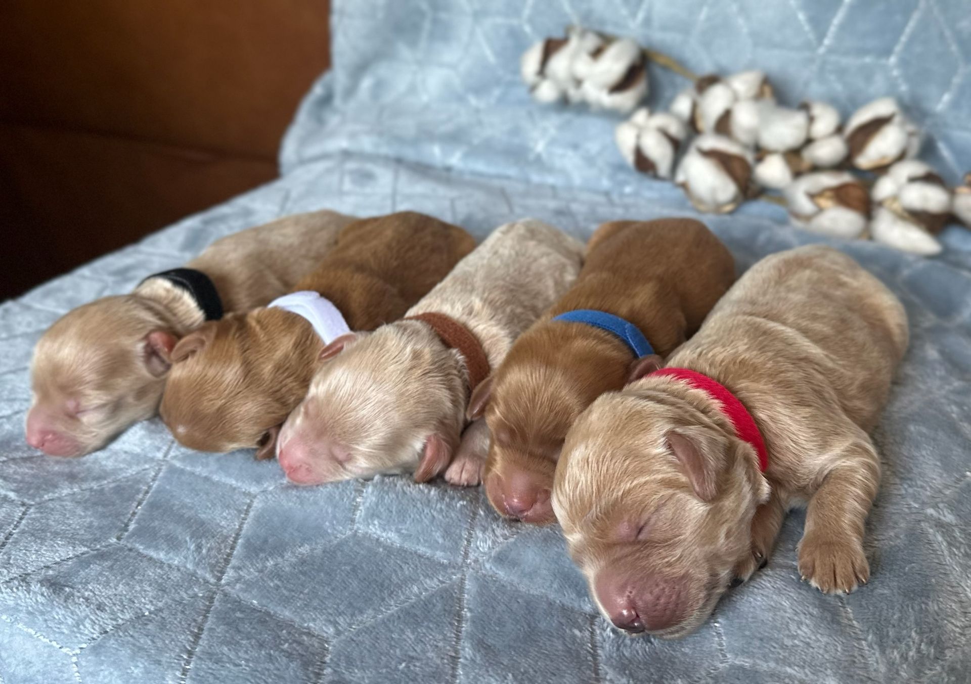 Six newborn puppies with different colored collars lie on a blue blanket.