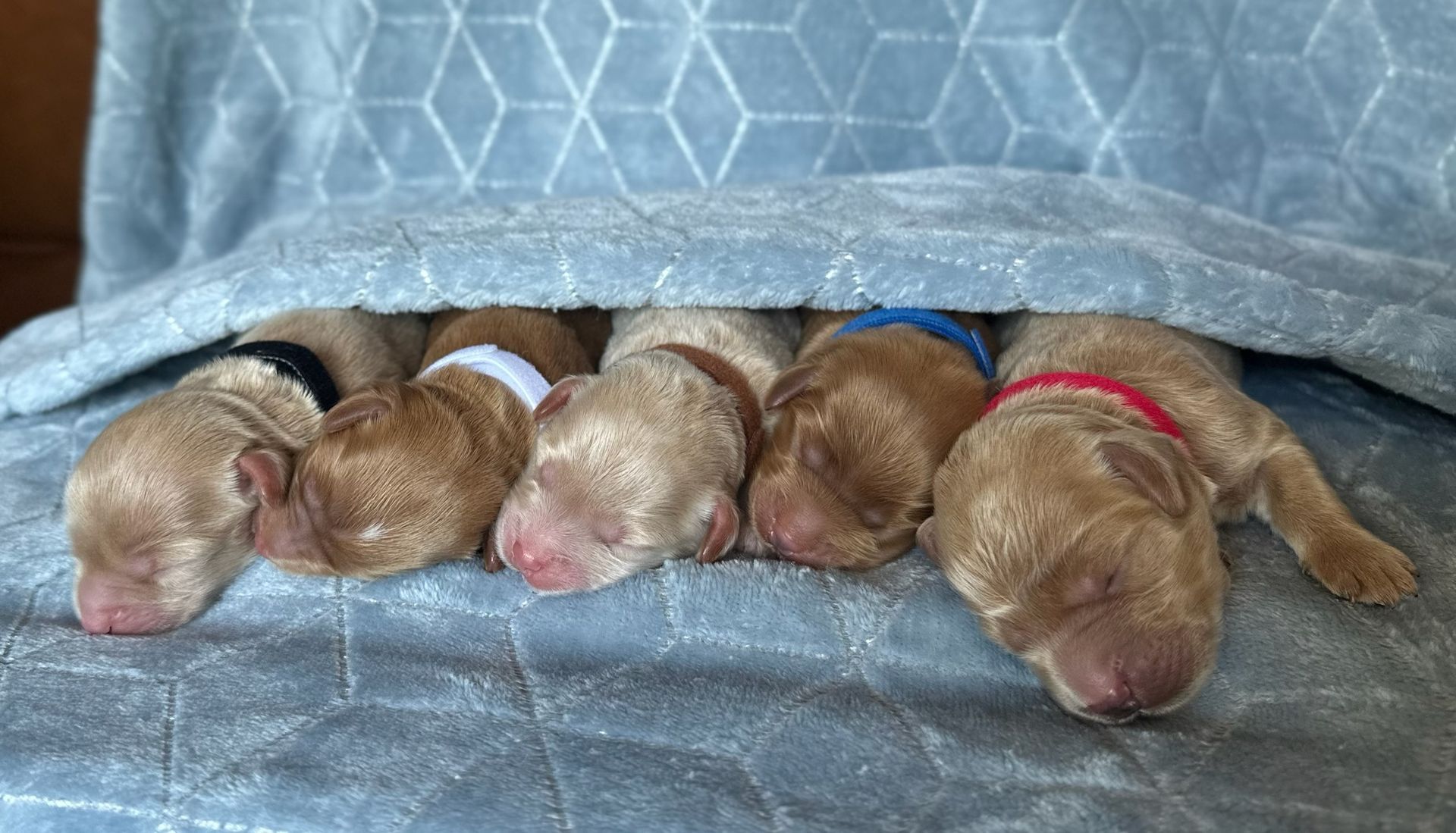 Five newborn puppies, each with a colored collar, sleep under a blue blanket.