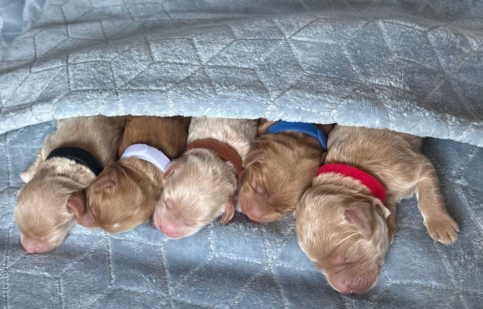 Five puppies, wearing colored collars, resting under a blue blanket.