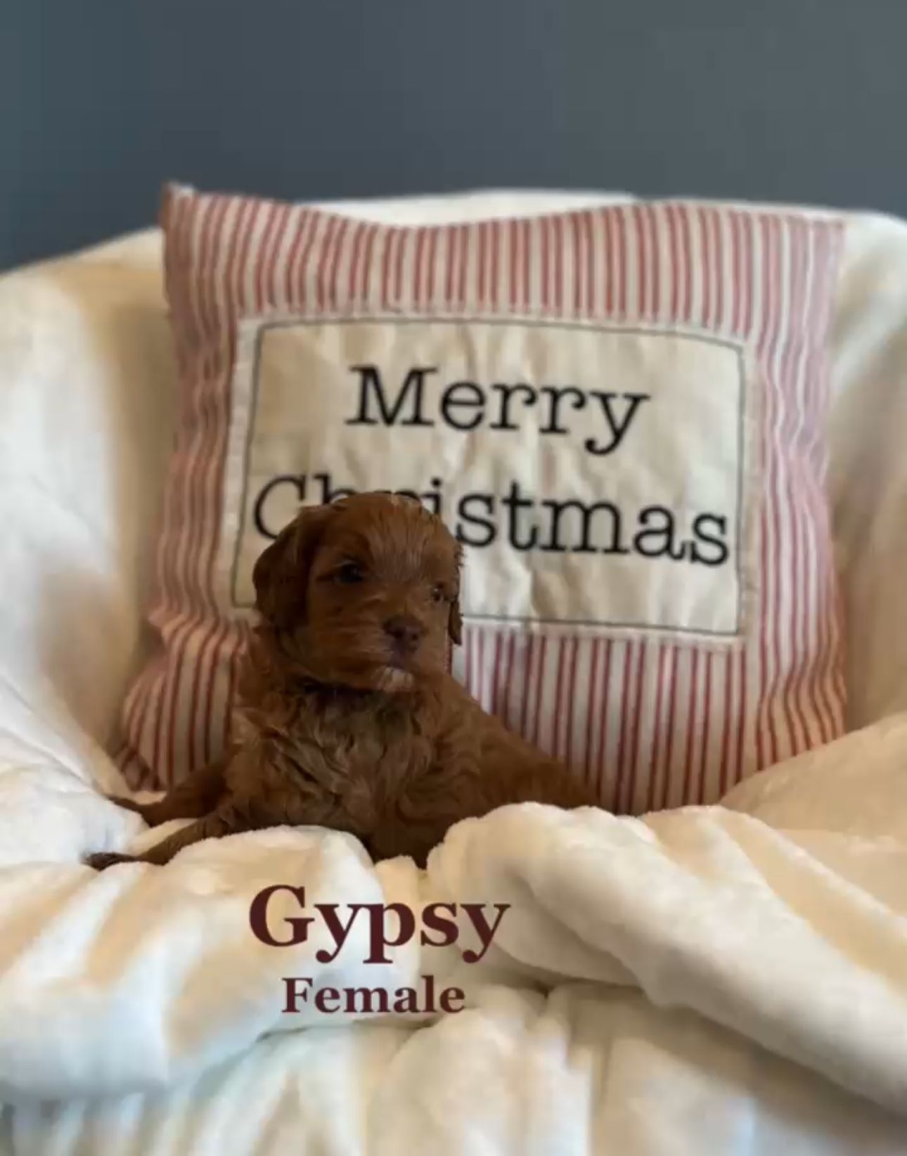 Brown puppy named Gypsy sits on white blanket in front of a Christmas pillow.