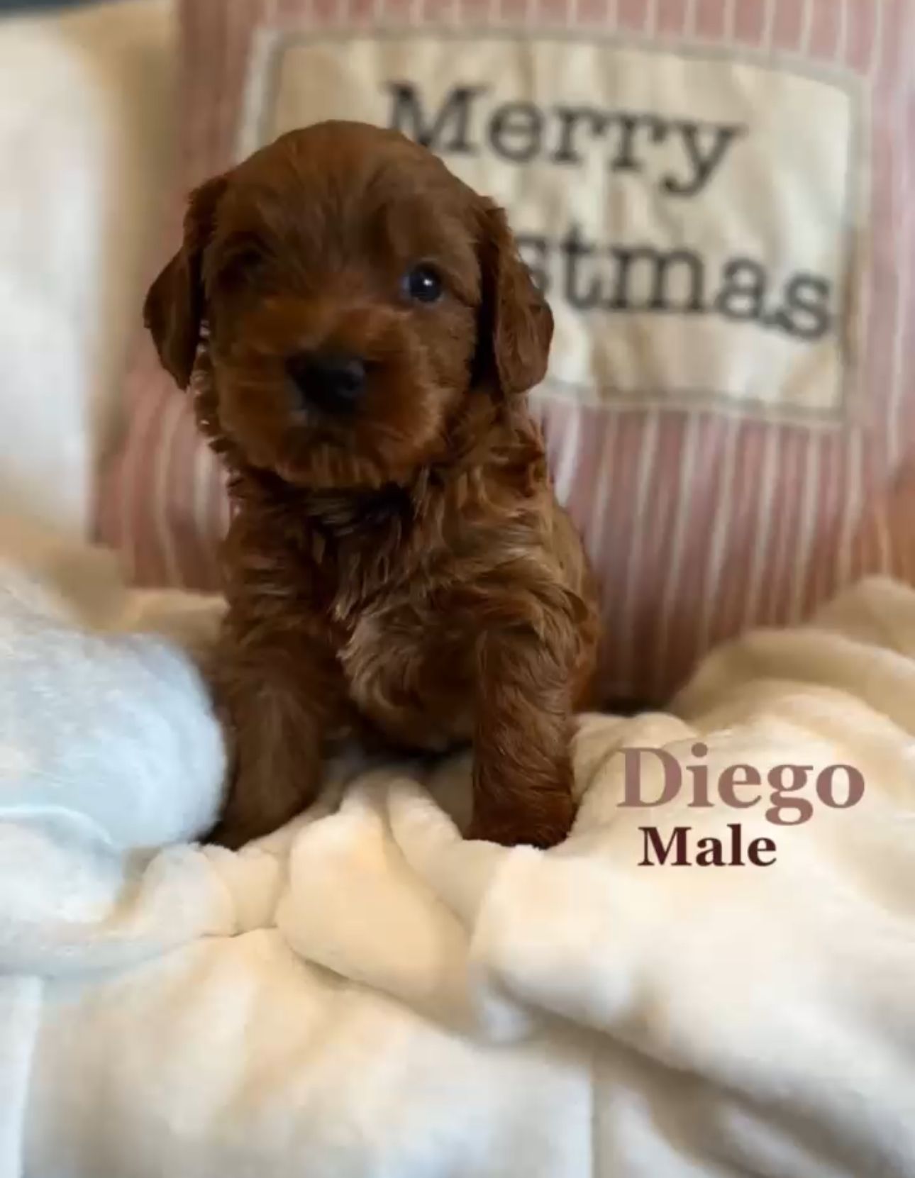 Red-brown puppy named Diego sits on a fluffy blanket in front of a Christmas pillow.
