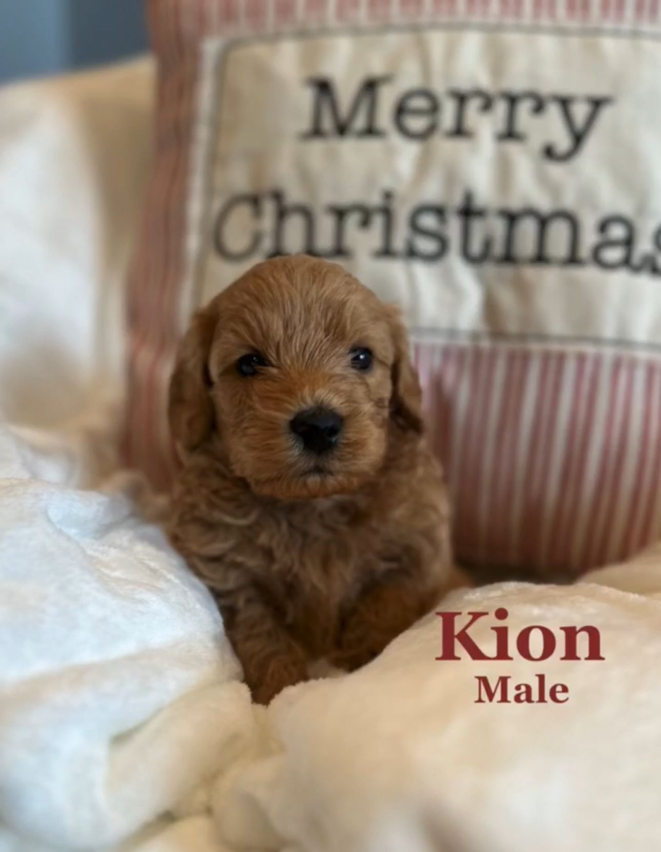 Golden doodle puppy named Kion, lying on a white blanket with a