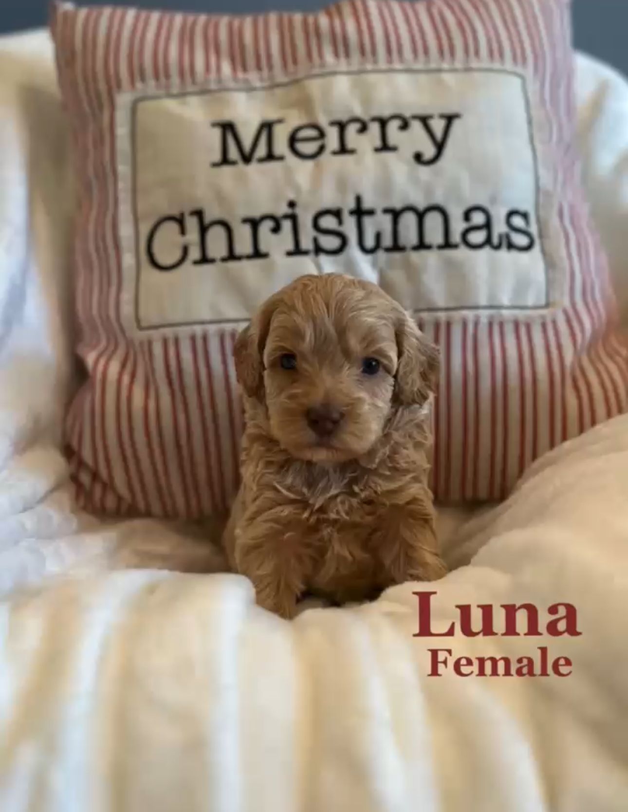 A tan puppy named Luna sits on white fluff with a