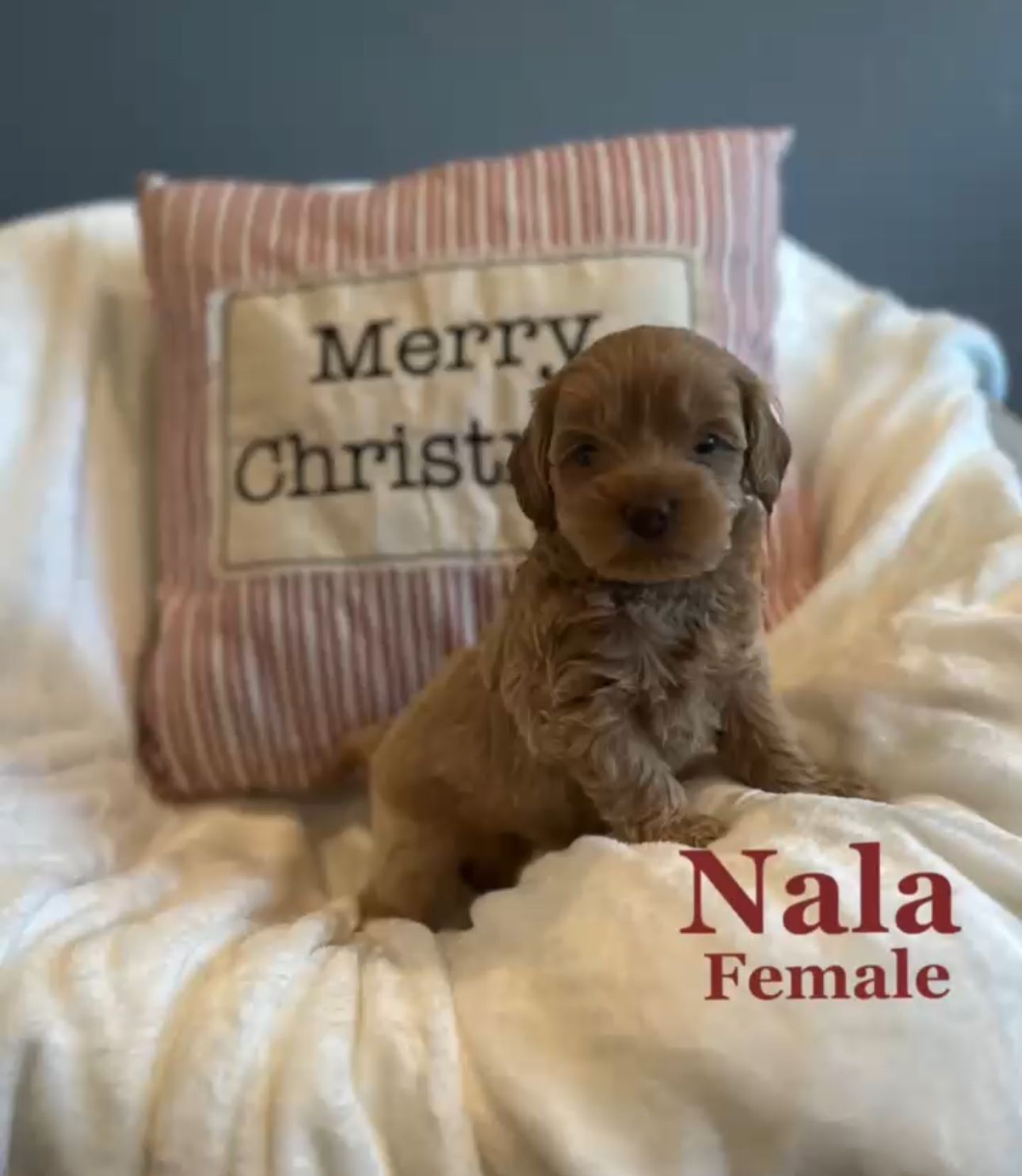 A small, brown puppy named Nala sits on a white blanket in front of a Christmas pillow.