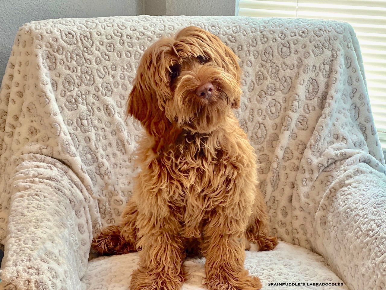 Golden doodle dog sitting, looking at the camera, on a cozy, cream-colored armchair.