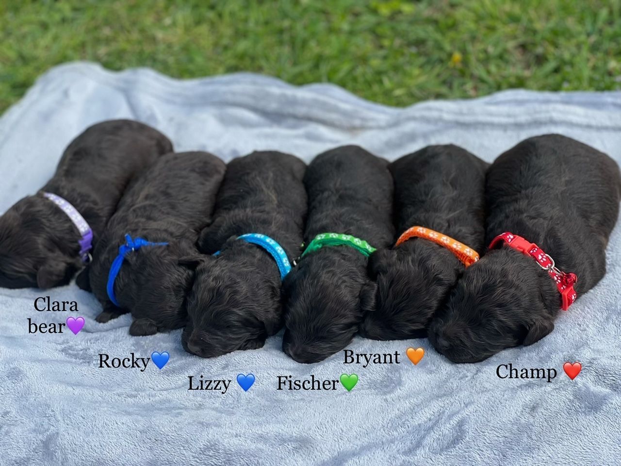 Seven dark brown puppies lying on a gray blanket, each wearing a different colored collar.