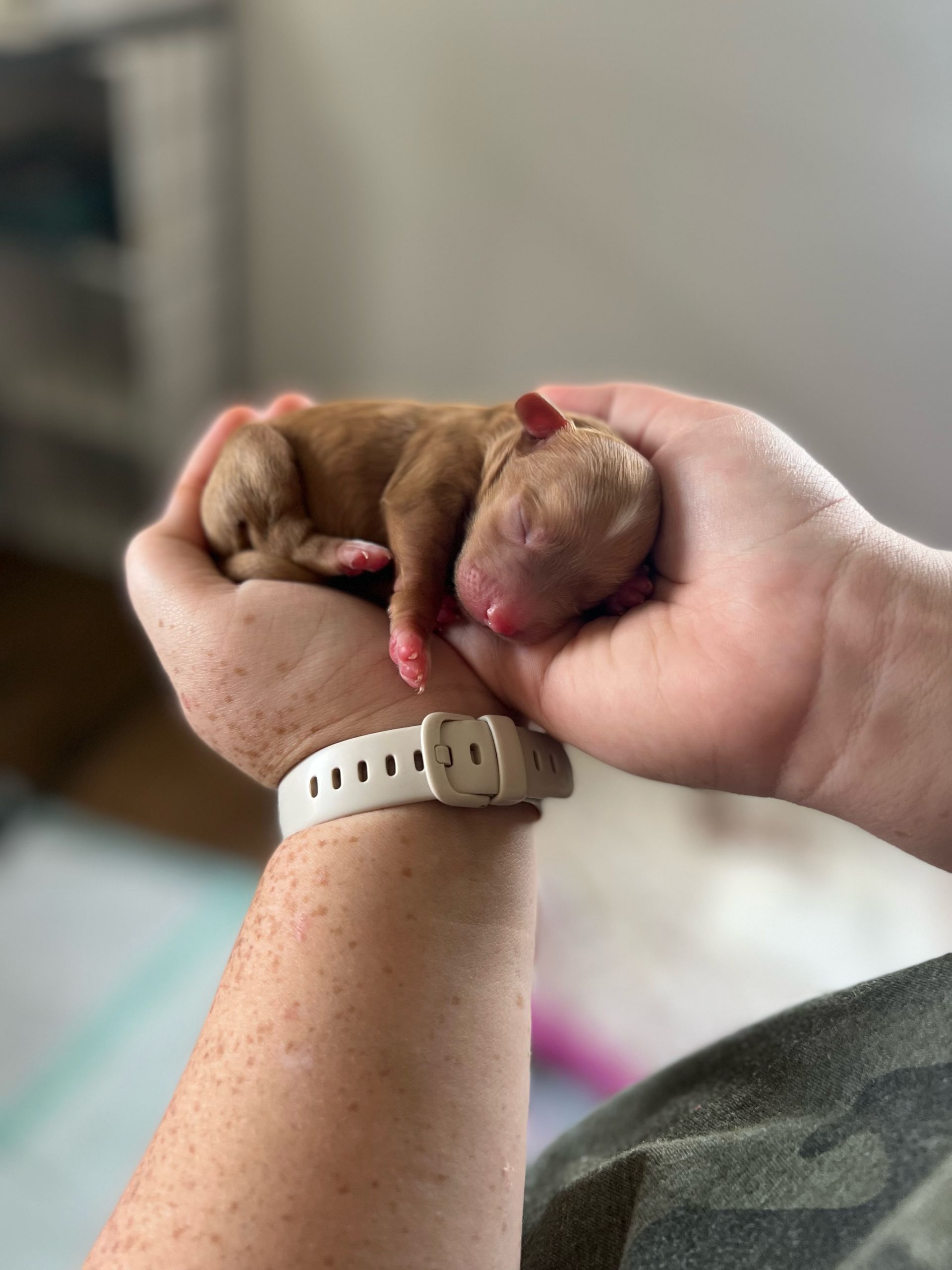 Tiny brown puppy cradled in hands, white watch, camouflage pants, indoors.