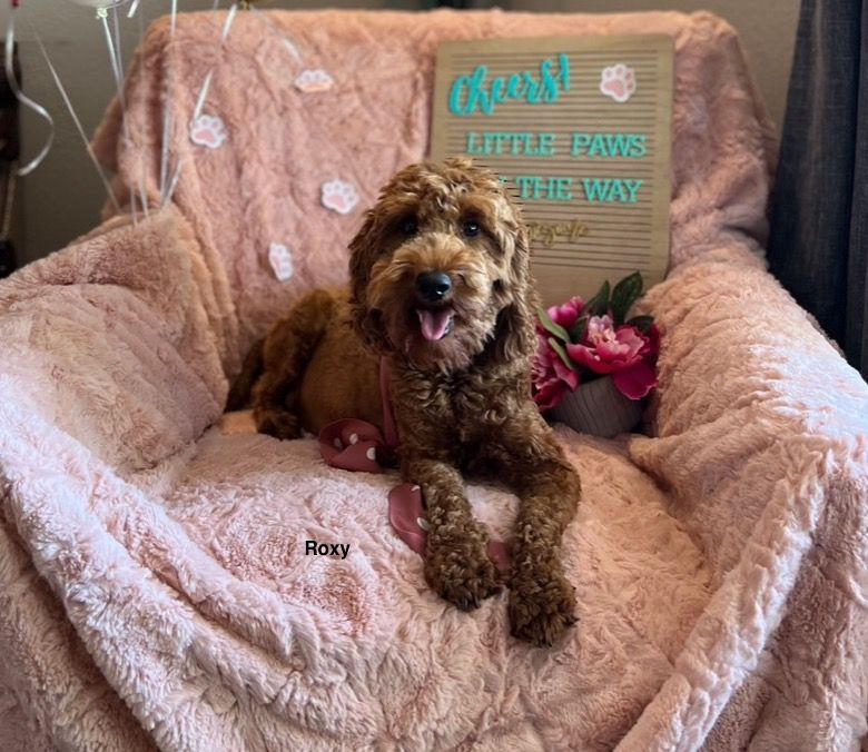 Brown Goldendoodle dog sitting in a pink fluffy chair, smiling at the camera. Sign reads