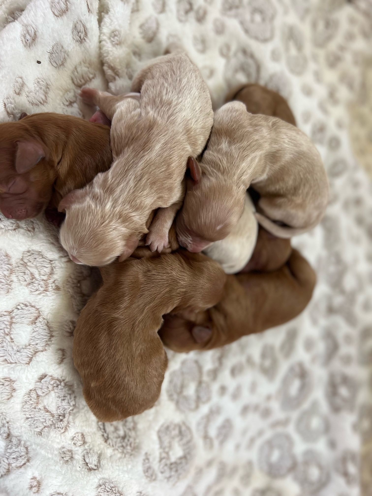 A pile of newborn puppies, varying shades of brown, on a white and gray animal print blanket.