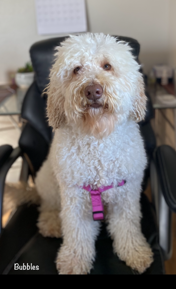 White curly-haired dog wearing a pink harness sits on a black office chair, looking forward.