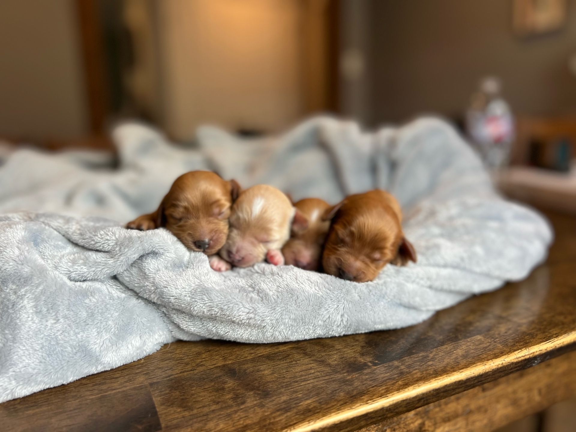Four sleeping, newborn puppies on a soft, blue blanket atop a wooden surface.