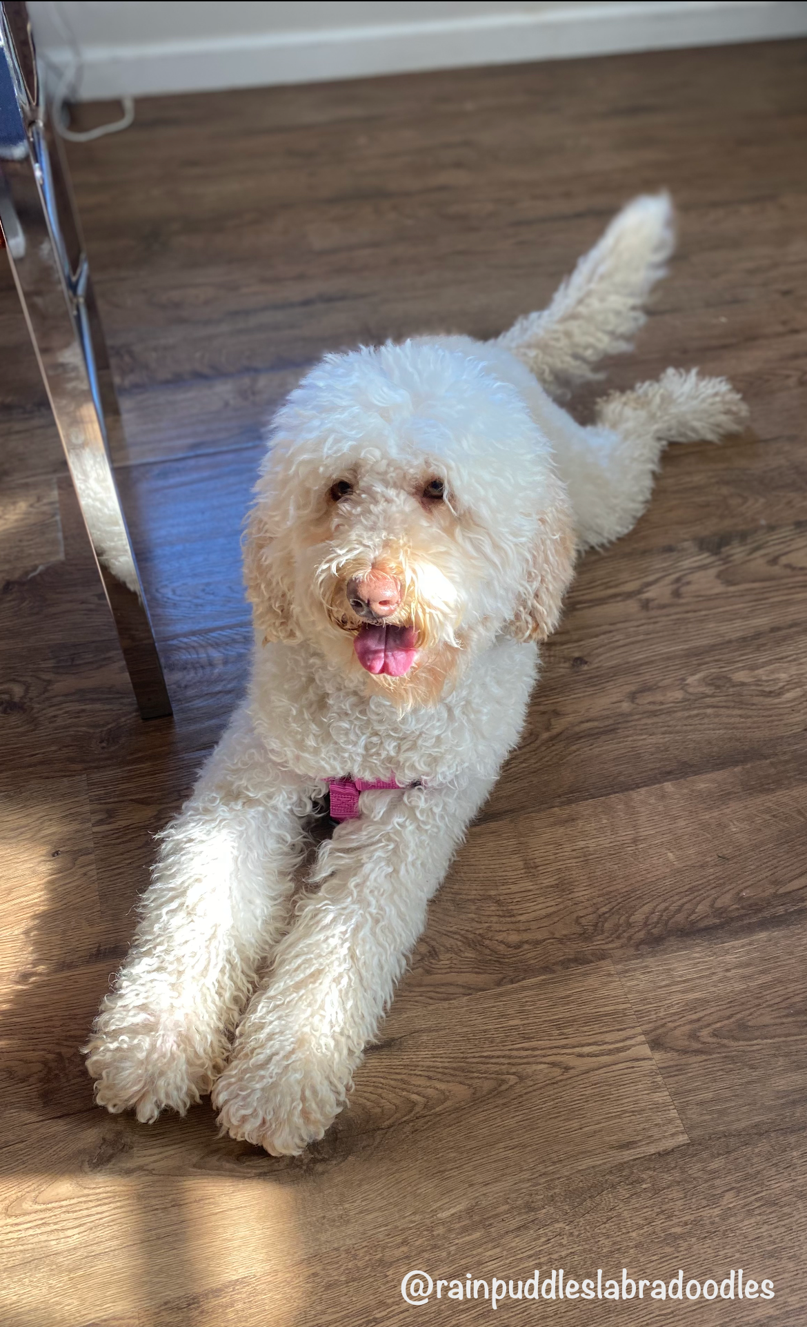 White poodle lying on wood floor, tongue out, wearing a pink collar.