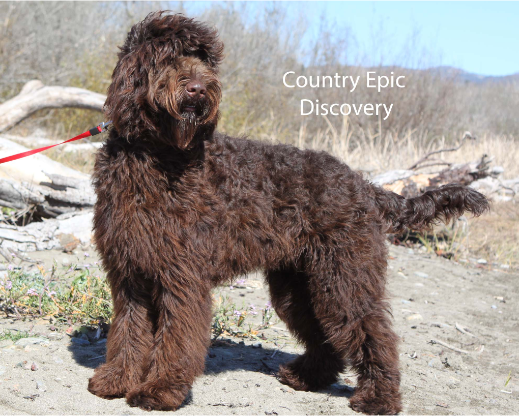 Brown, fluffy dog, possibly a doodle, standing outdoors. The dog has curly fur and a docked tail.