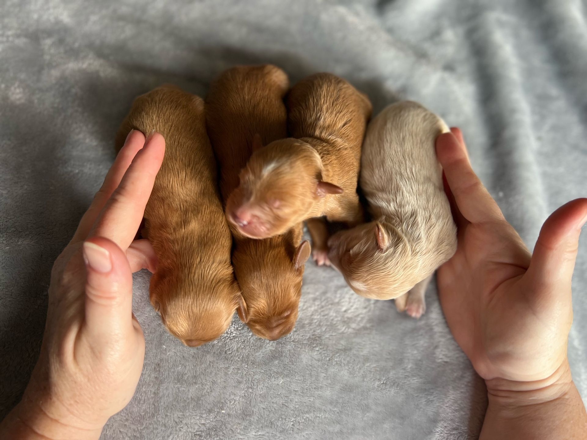 Hands cupping five newborn puppies with tan fur on a gray blanket.