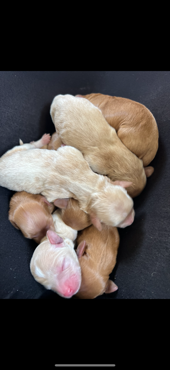A pile of newborn puppies, mostly tan and cream-colored, nestled together.