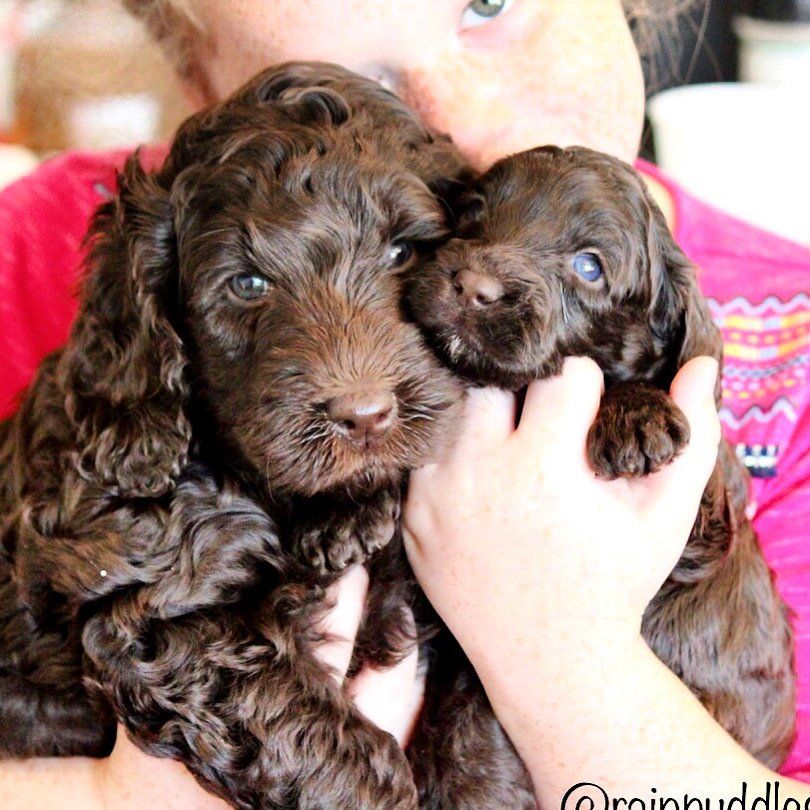 Woman holding two brown, curly-haired puppies.