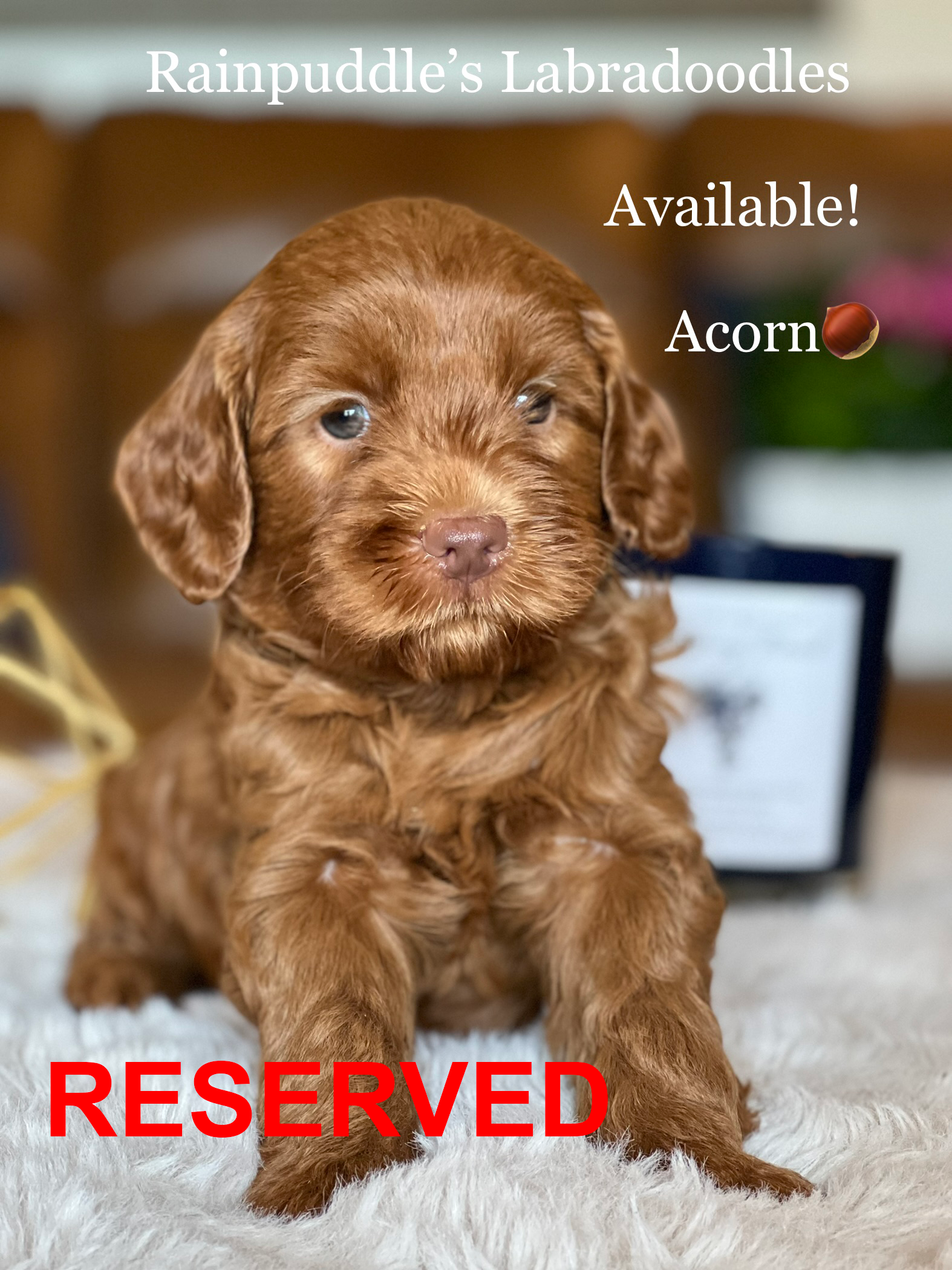 Brown Labradoodle puppy,