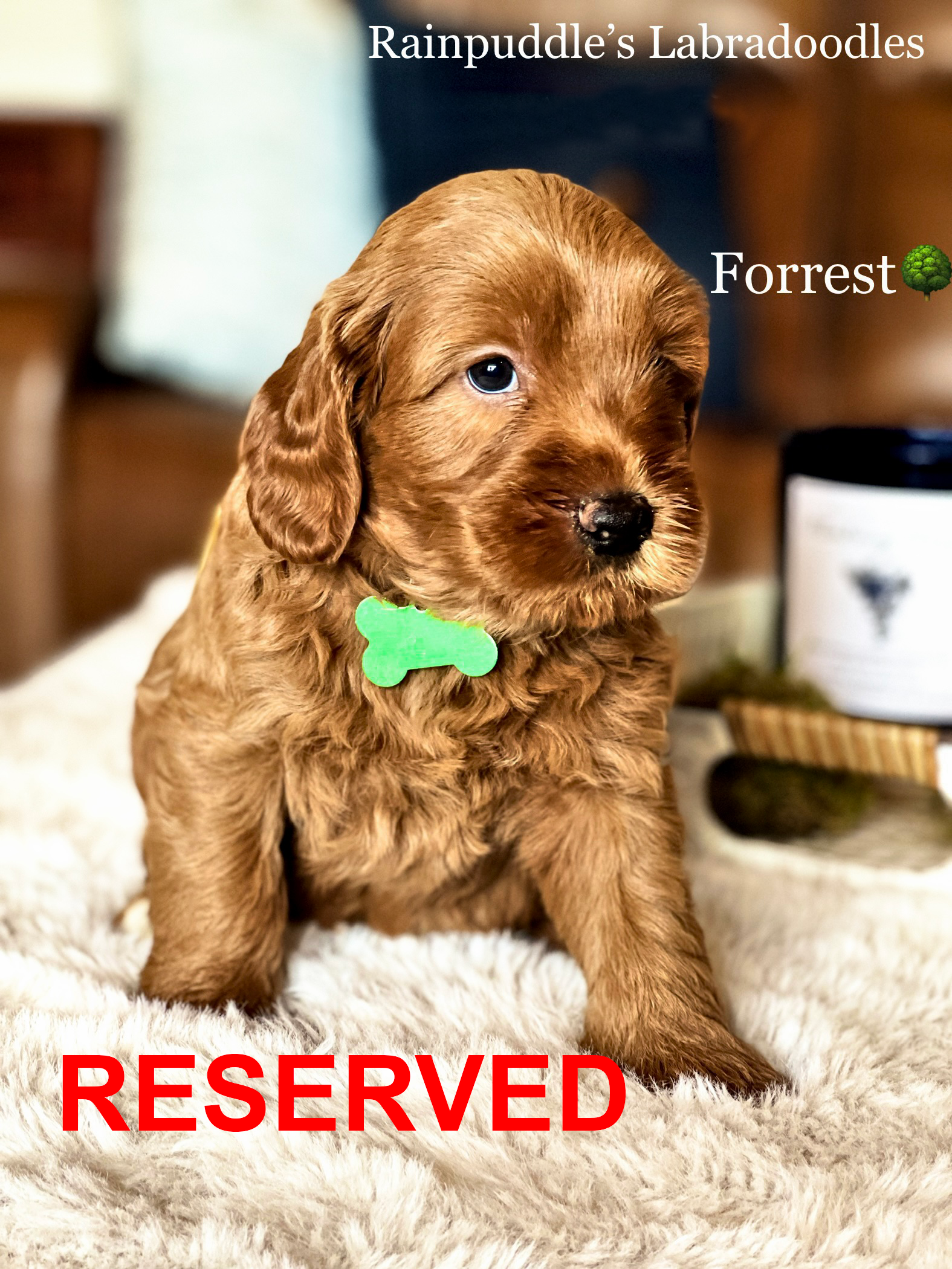 Red Labradoodle puppy named Forrest wearing a green collar, marked