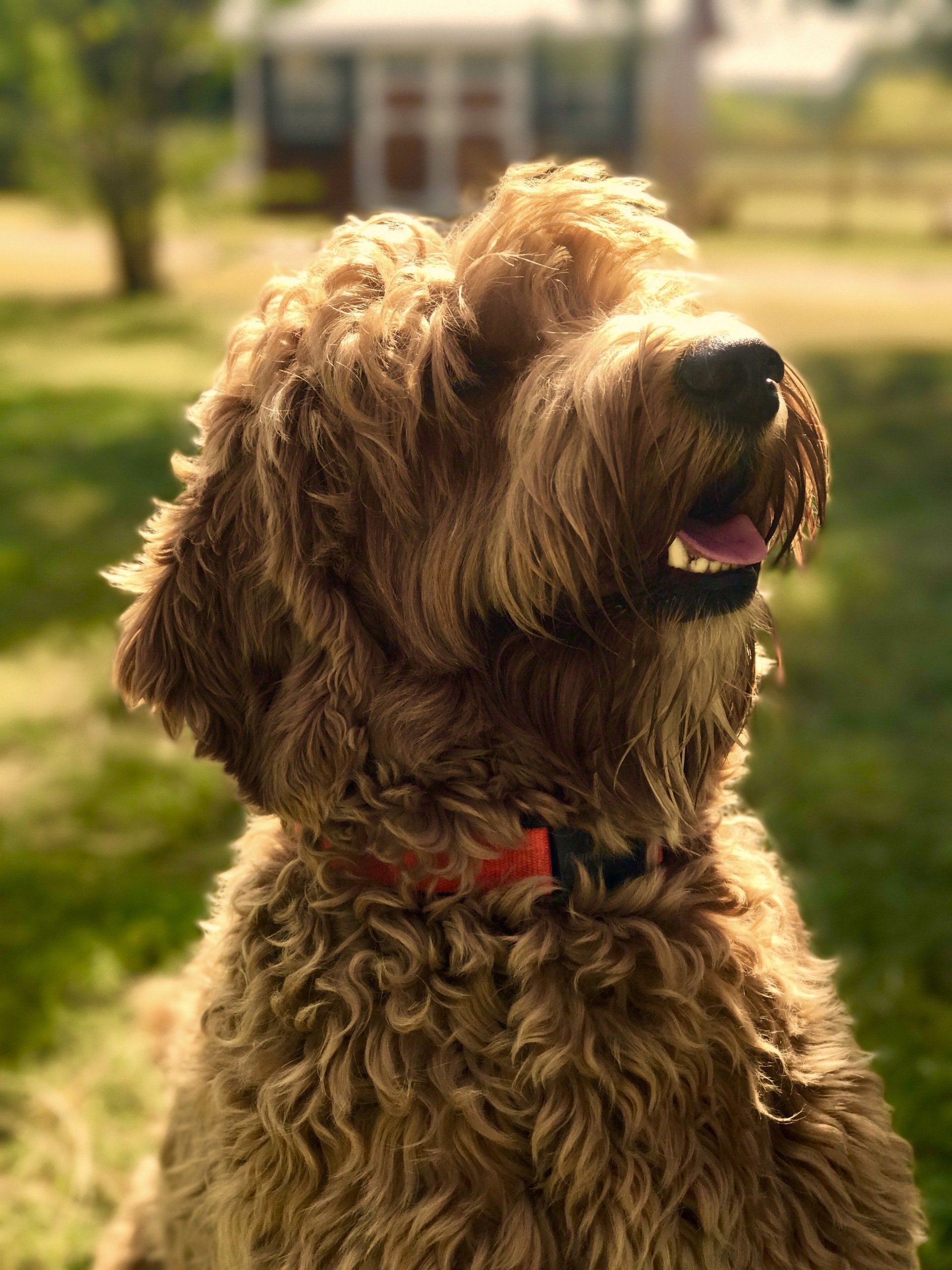 Labradoodle Smiling