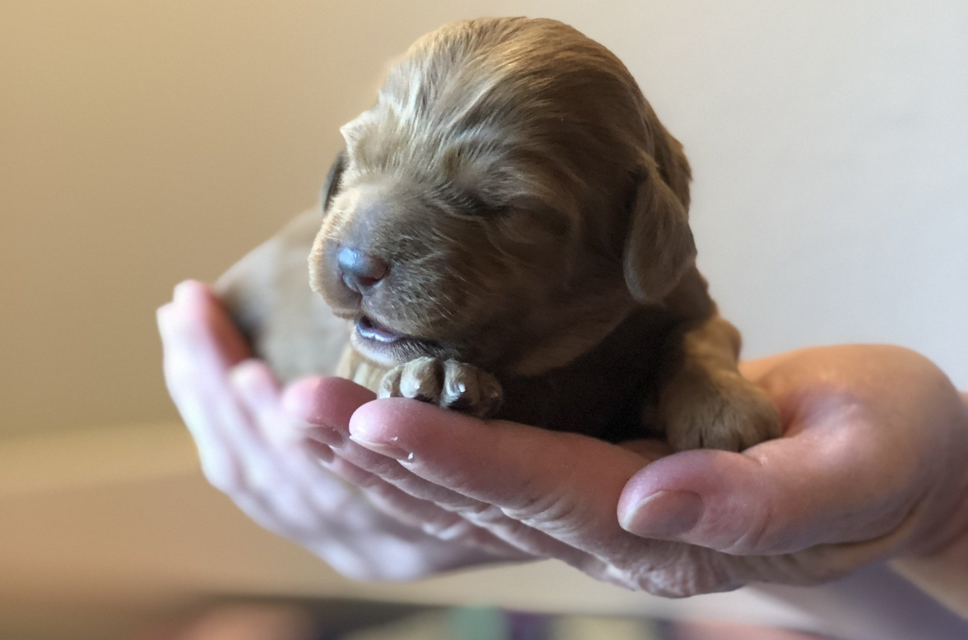 Reserving a Labradoodle Puppy