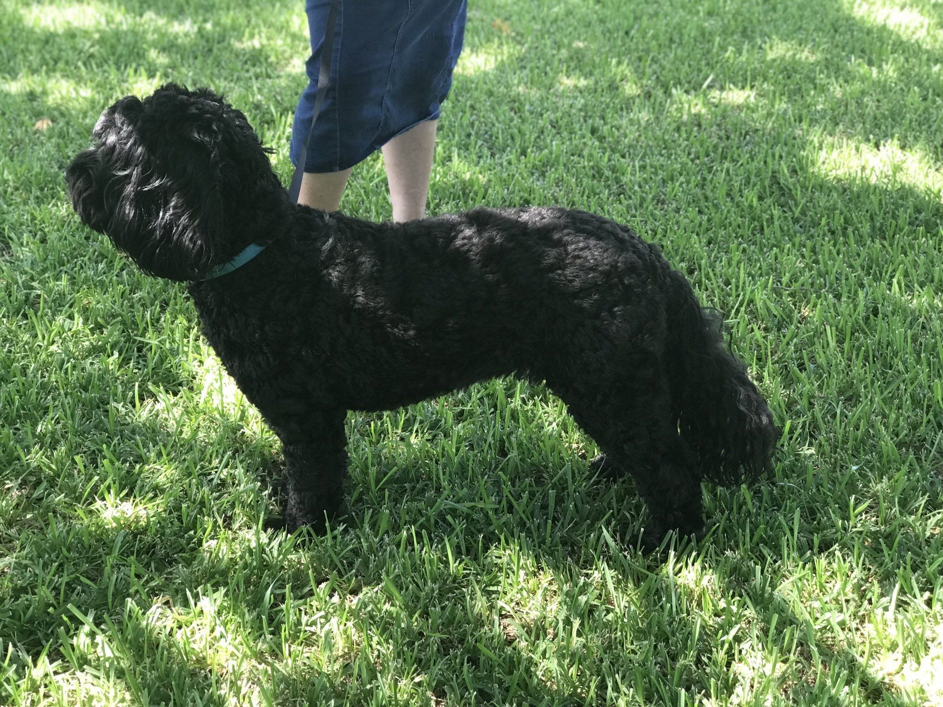 Black dog with long fur stands in grass. A person's legs are visible behind it.