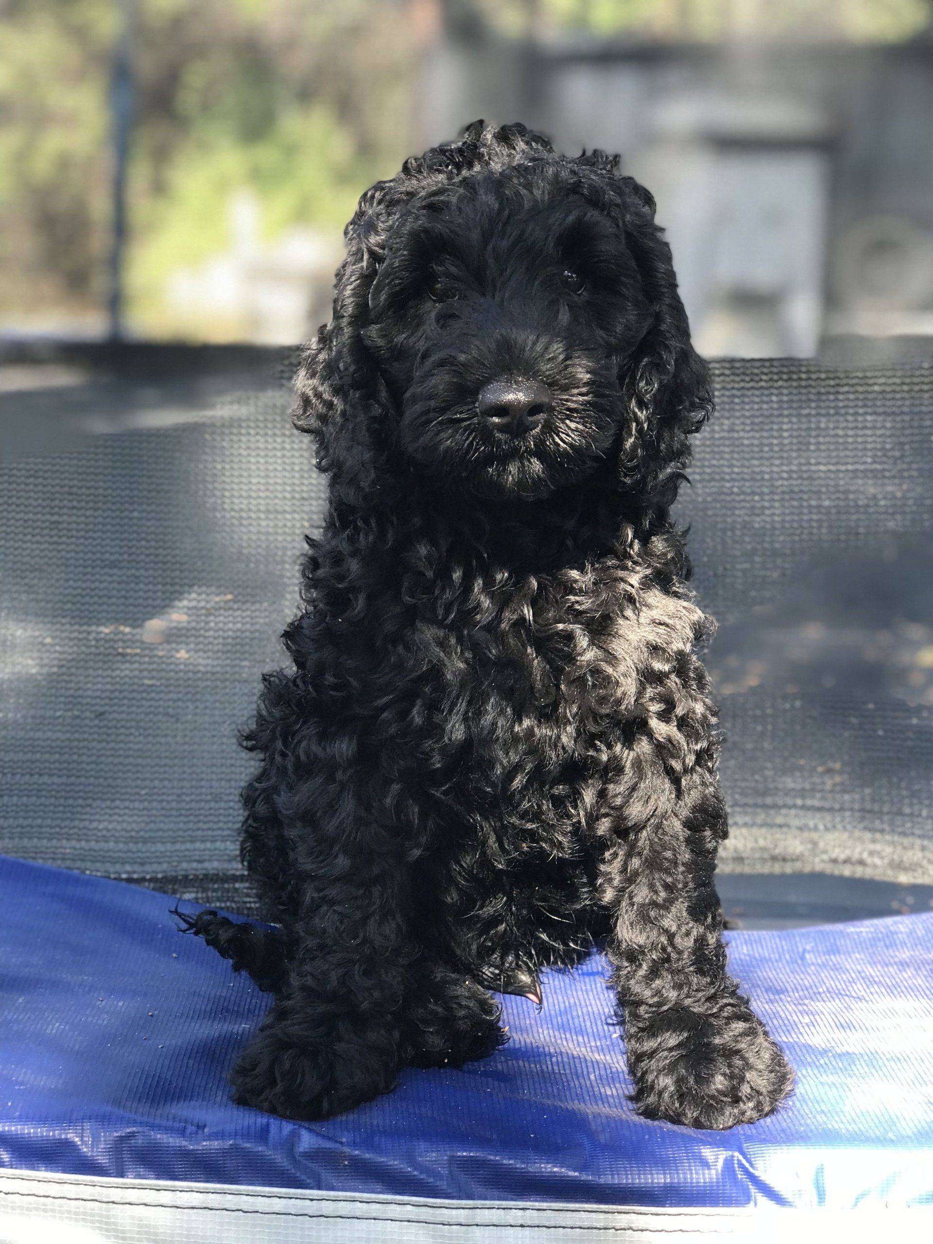 Black fluffy puppy sitting on a blue mat, outdoors.