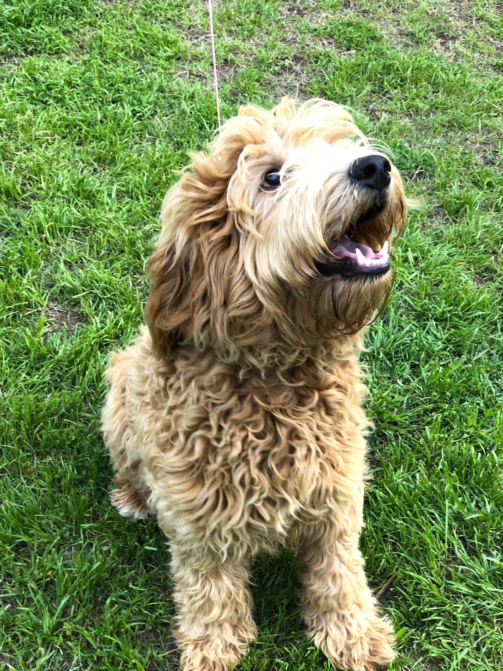 Golden, curly-haired dog sitting on green grass, looking up with mouth open.