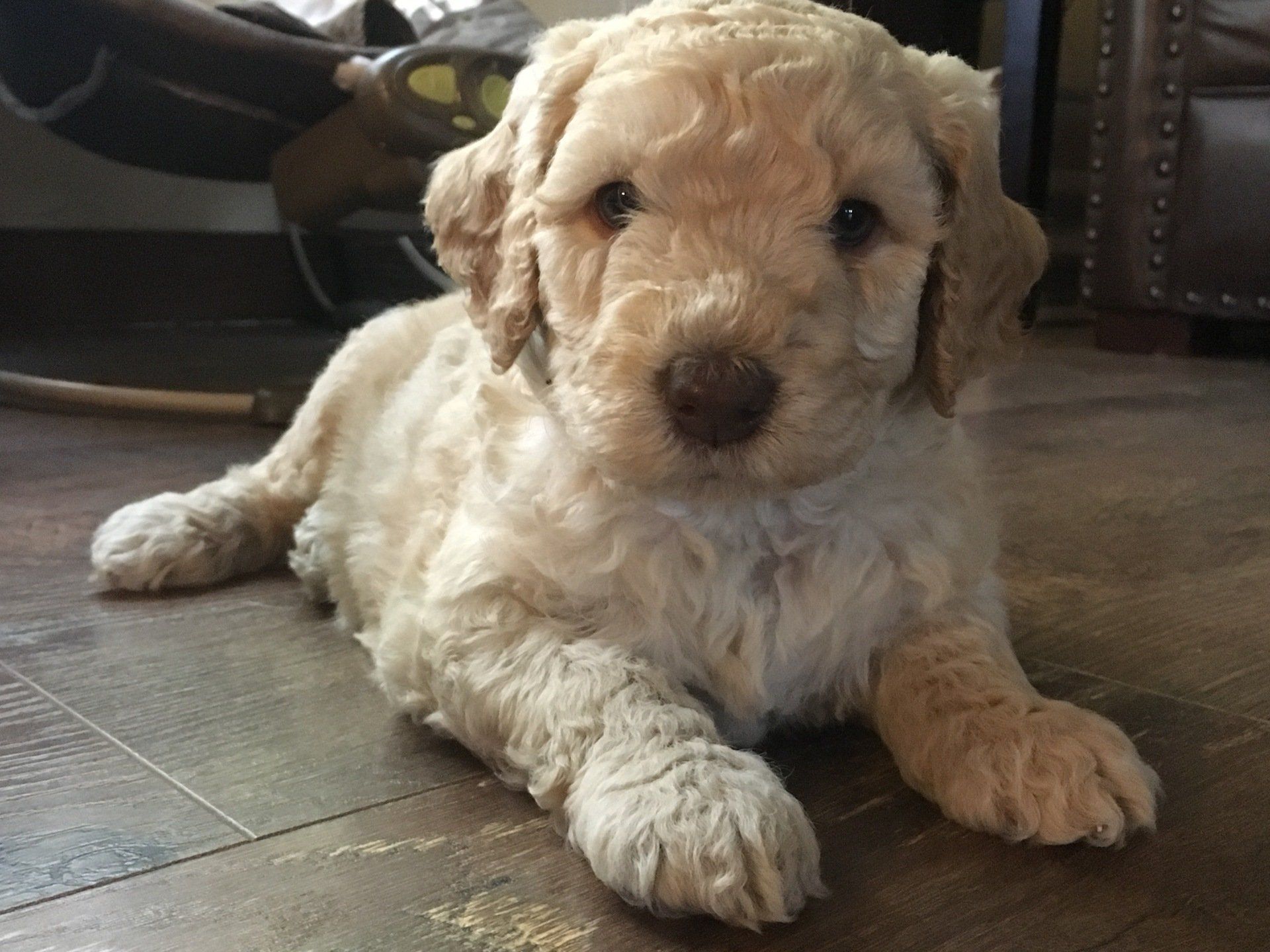 Australian Labradoodle Puppy