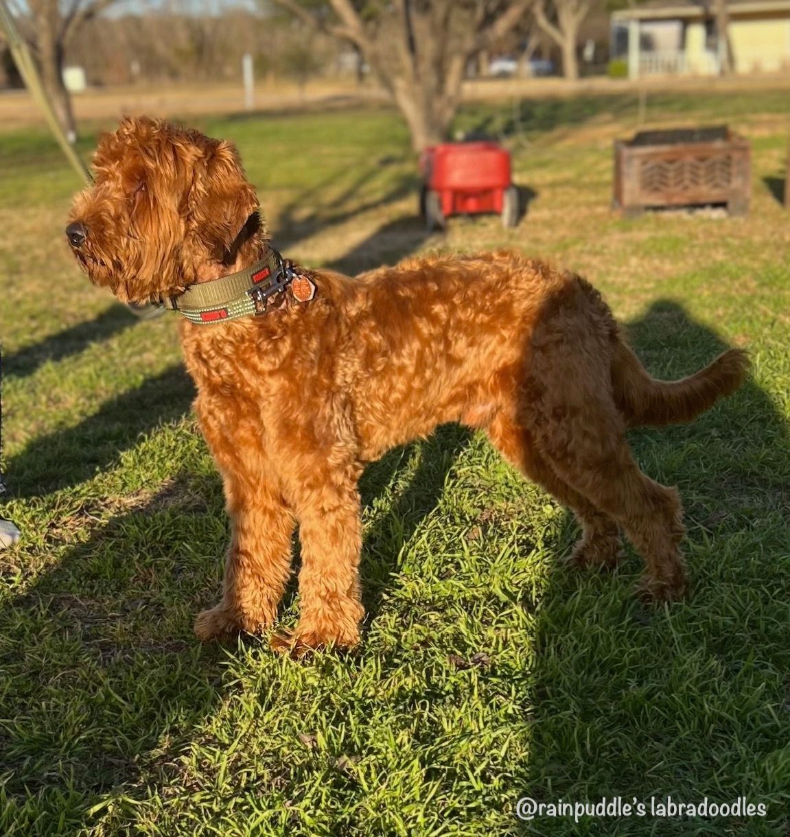 Red-haired Labradoodle dog stands on grass, wearing a patterned collar. Back yard setting.