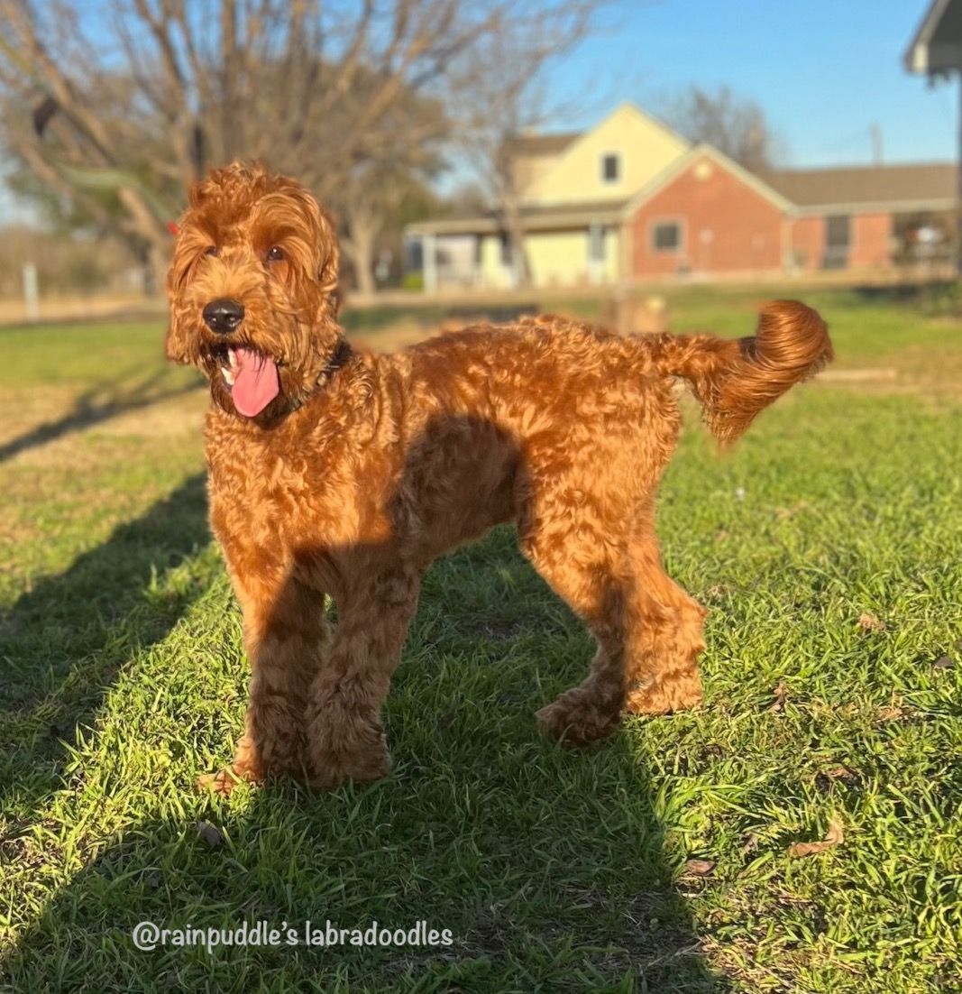 Golden doodle dog with curly fur, panting with tongue out, in a grassy yard with a house in the background.