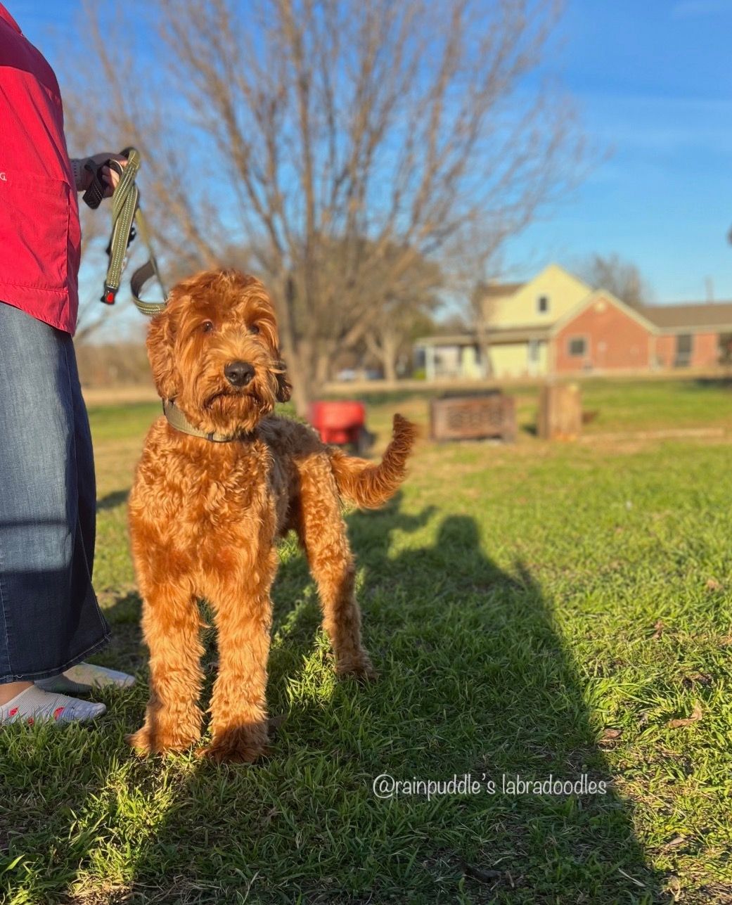 Golden-red doodle dog on leash in grassy yard, shadow cast by sunshine. Person wearing red shirt and blue skirt.