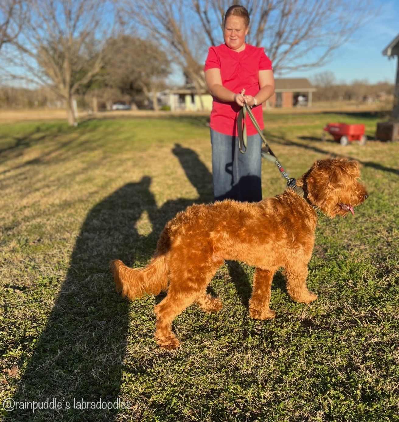 Woman walking a large, curly-haired golden dog on a leash in a grassy yard.