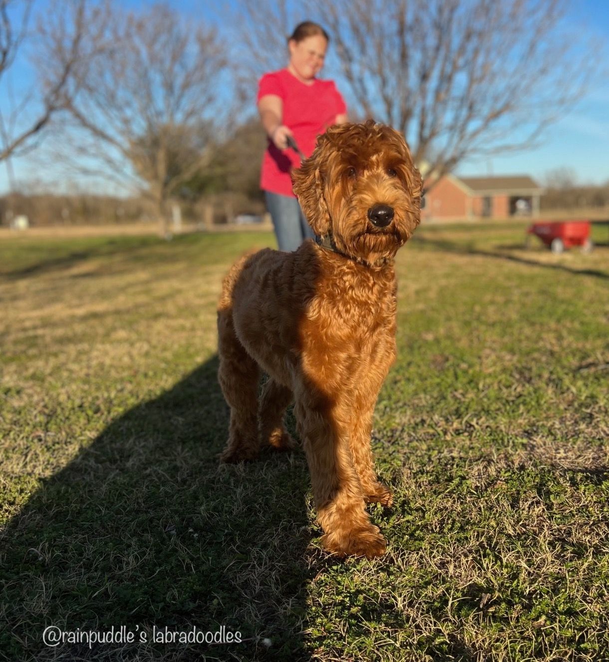 Red-haired Goldendoodle dog on leash in grassy field; woman in red shirt in background.