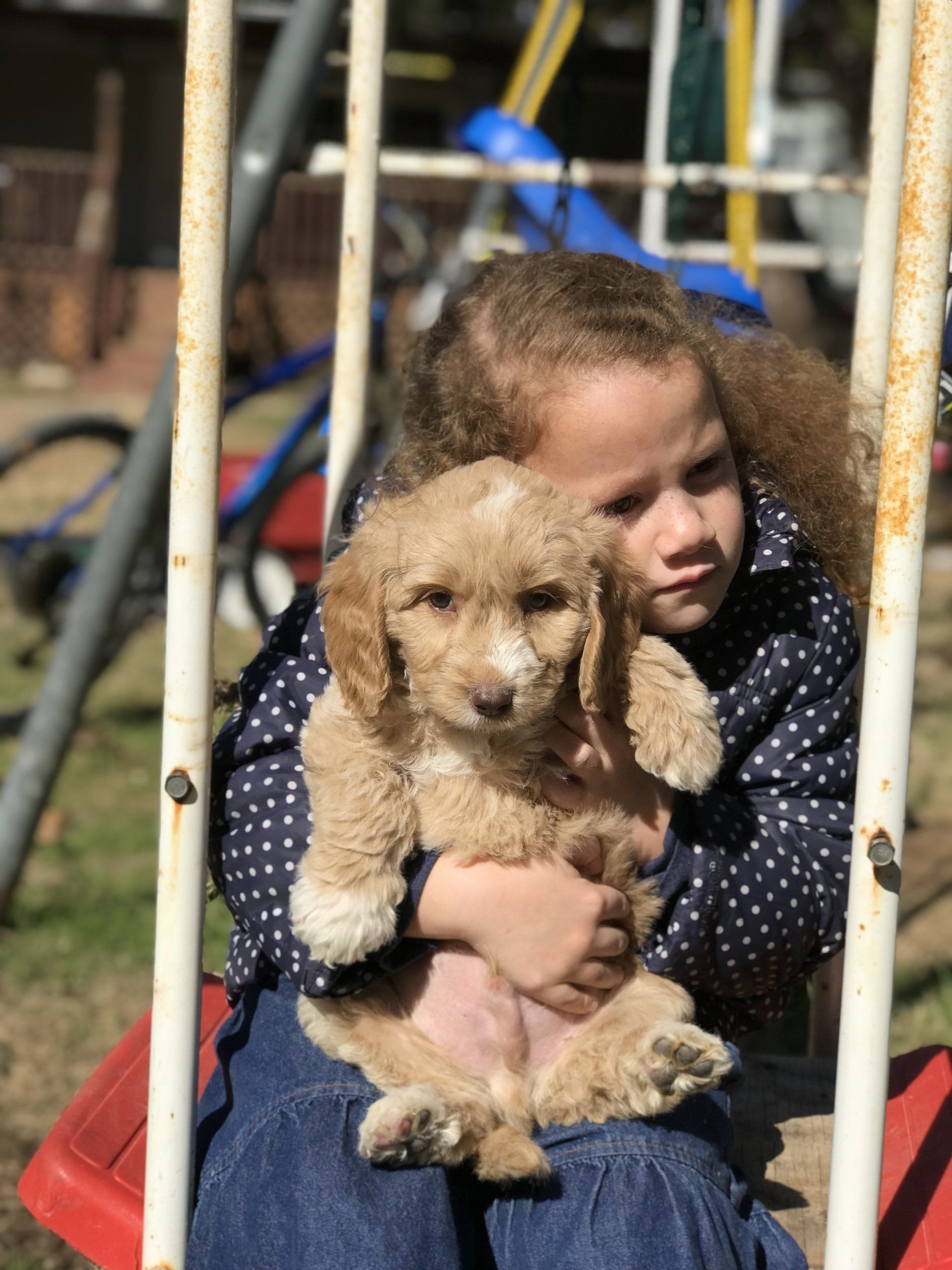 Girl holding a tan puppy on a swing set. The girl has curly hair, is wearing a blue jacket.