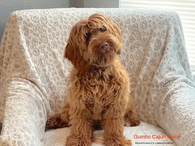 Golden-brown, fluffy dog sits on a cream, textured chair. Dog has a forward gaze.