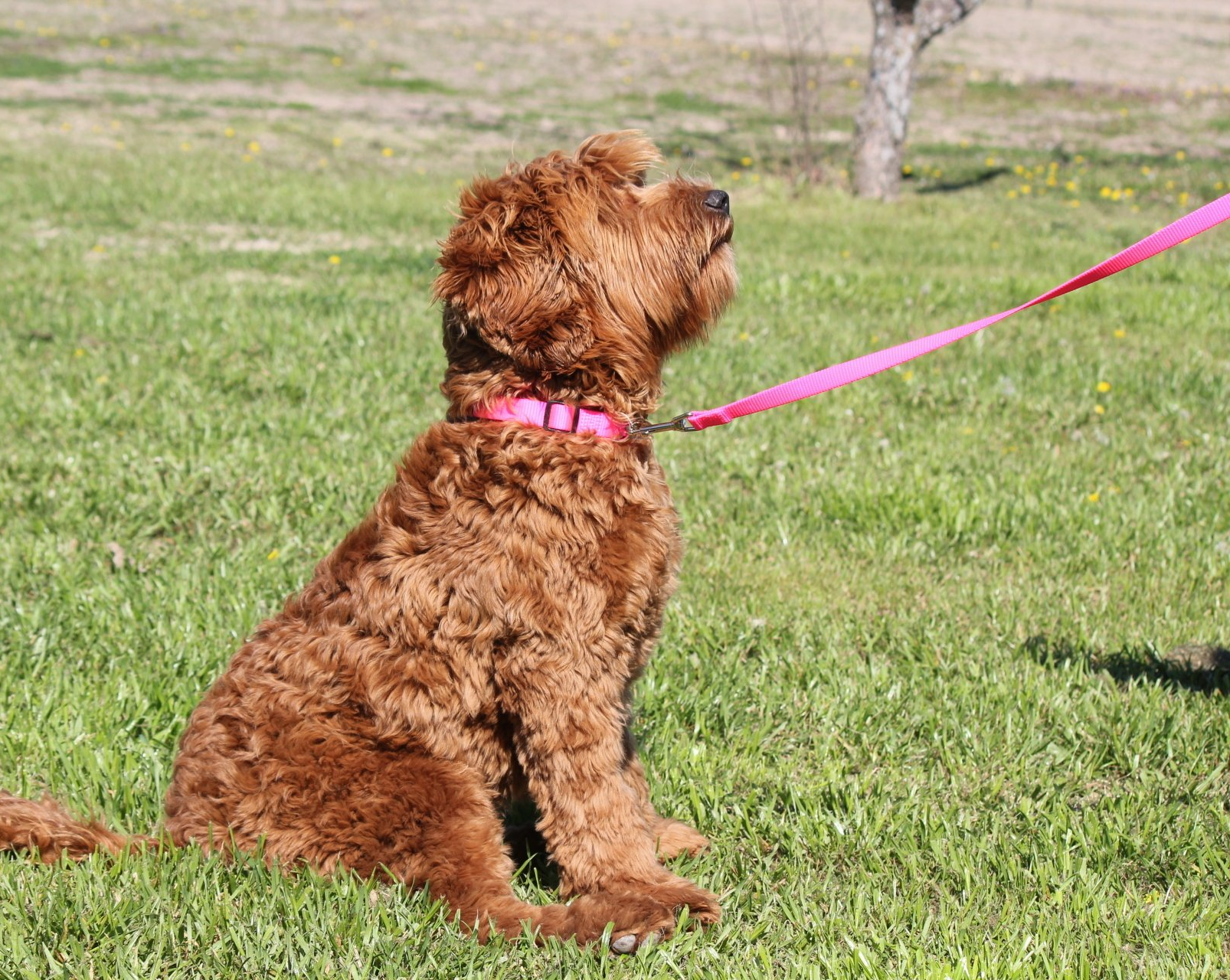 Labradoodle in a Park