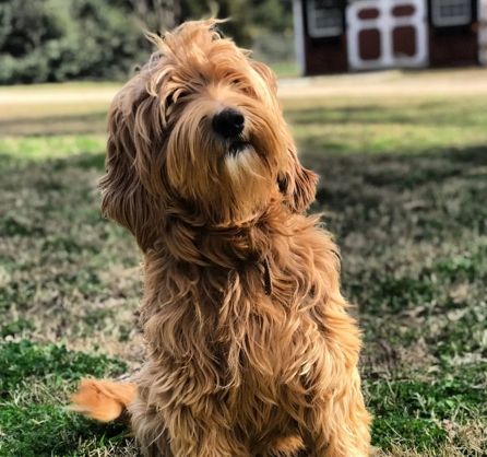 Golden-brown Goldendoodle sits in grass, tilting head with a curious expression.
