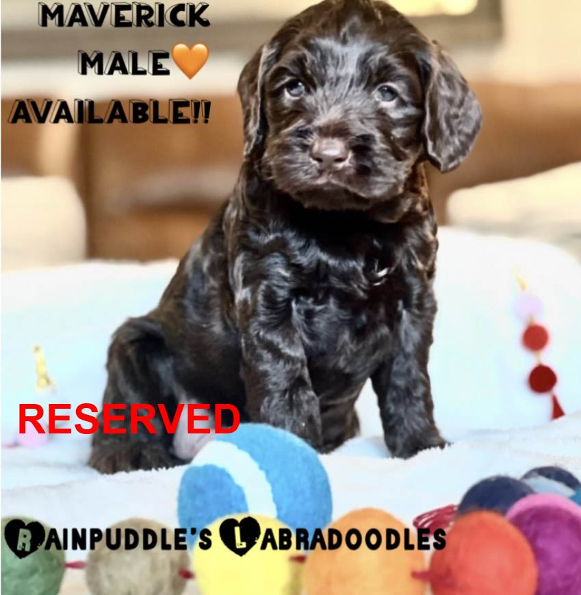 Dark brown Labradoodle puppy sitting on a white blanket. Text reads