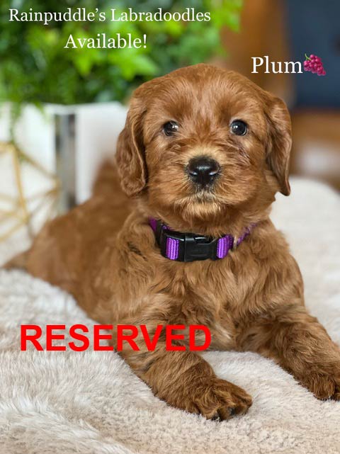 Brown Labradoodle puppy with purple collar,