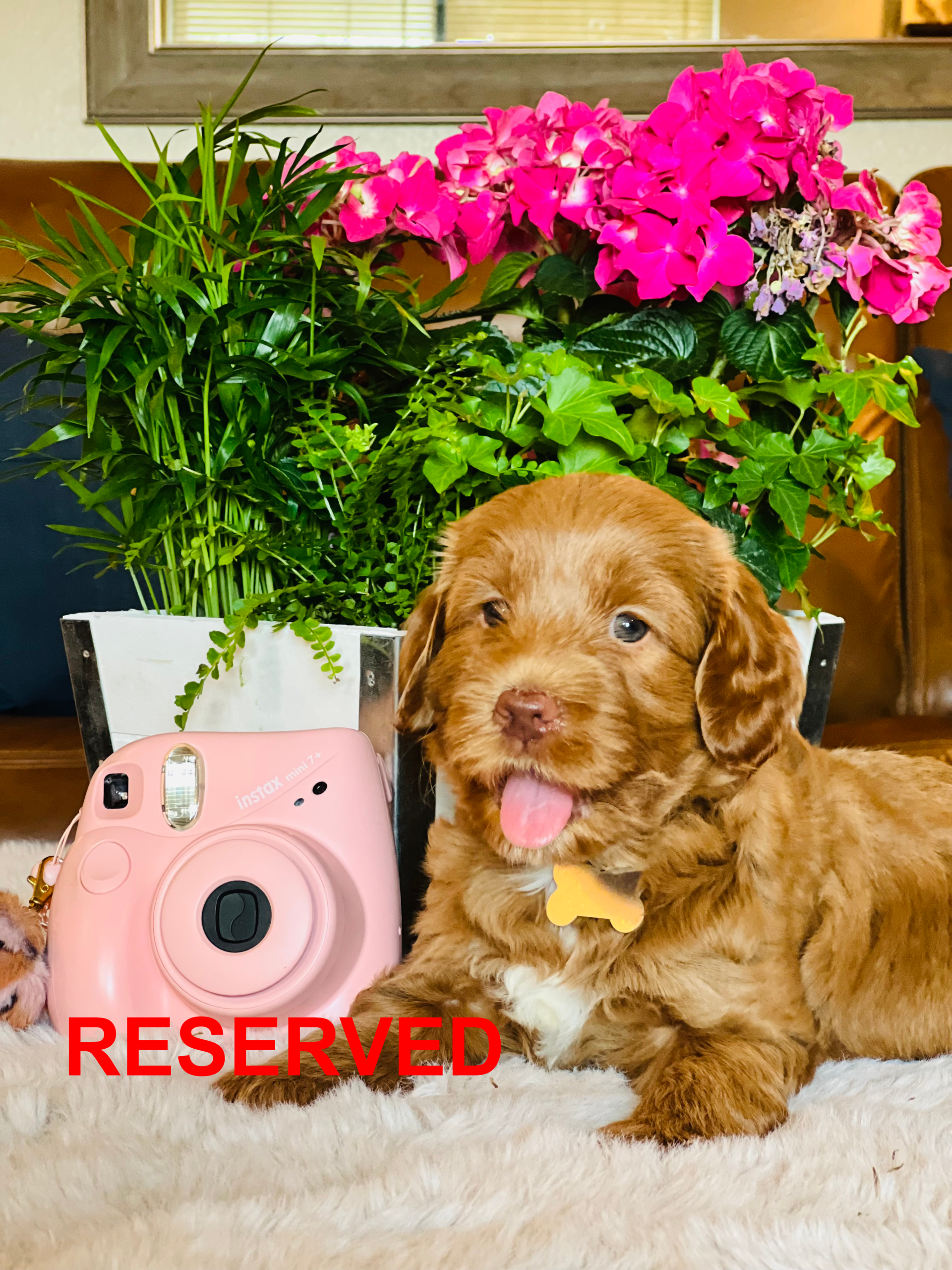 Golden puppy with pink camera and