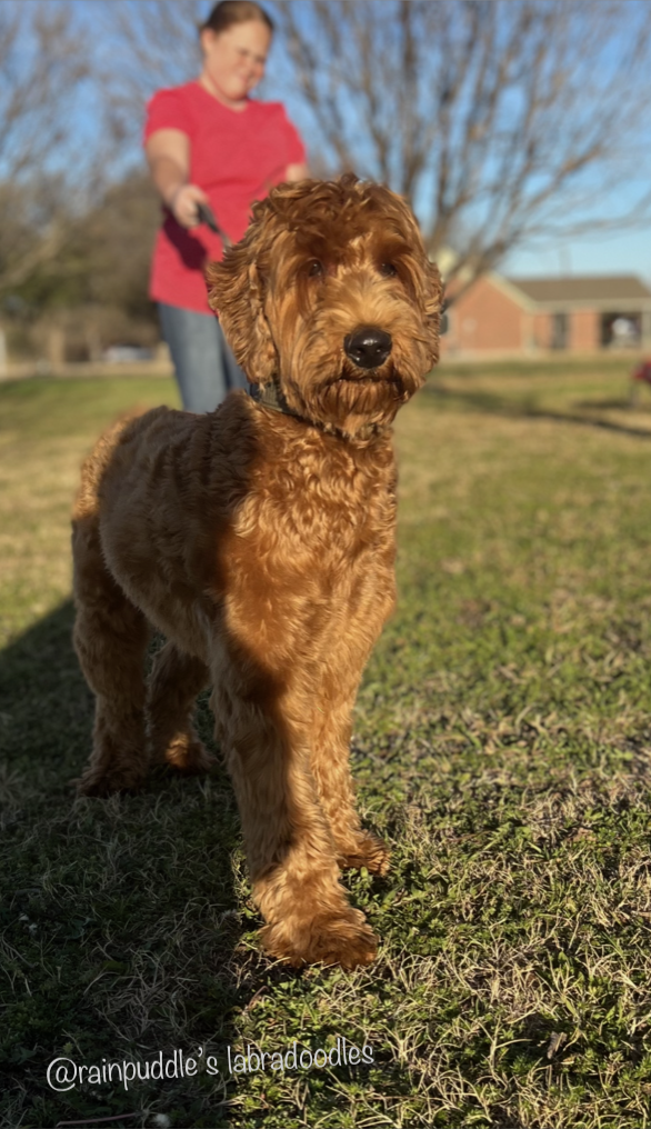Golden Doodle dog standing on grass, woman holding leash in background.