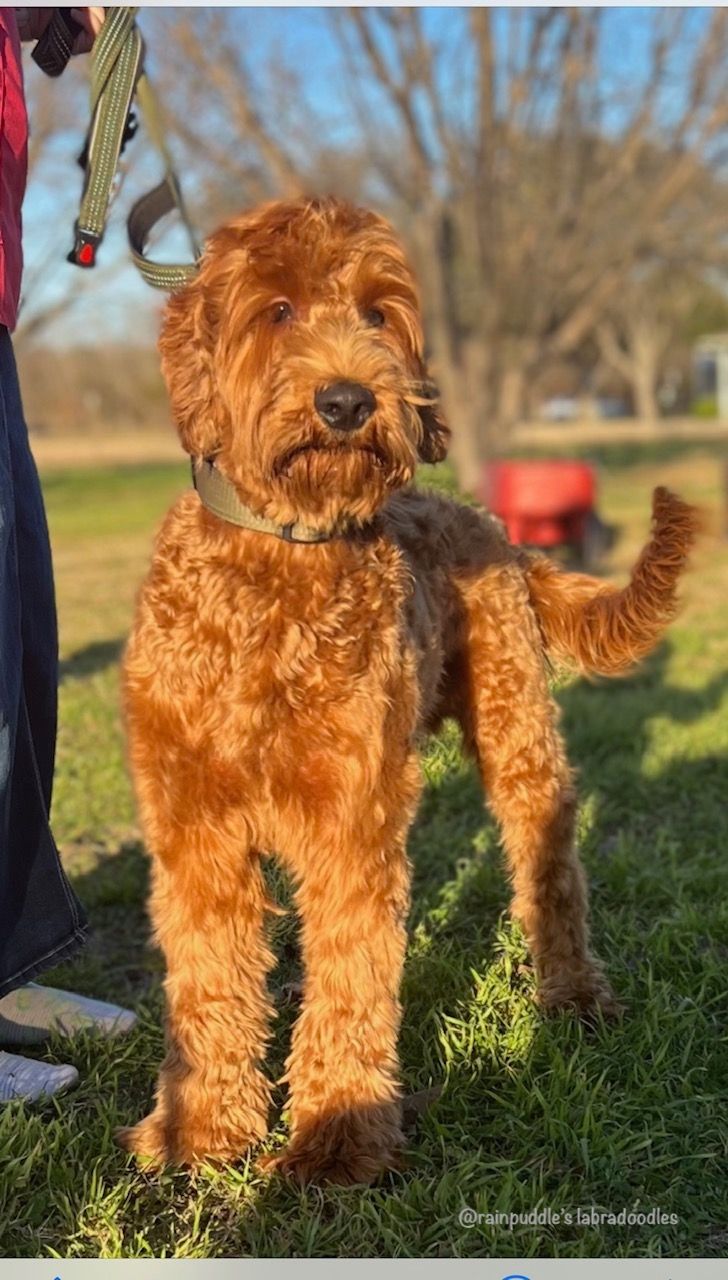 Golden-red doodle dog standing in a grassy area, wearing a collar and leash, under a sunny sky.