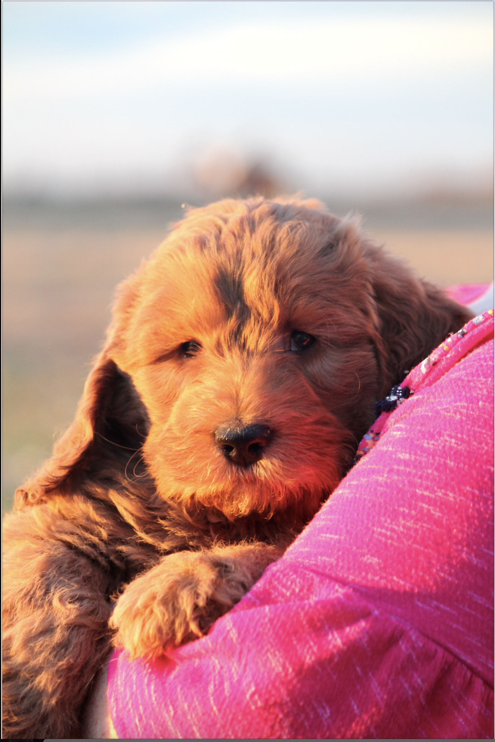 Is a Labradoodle Right For You