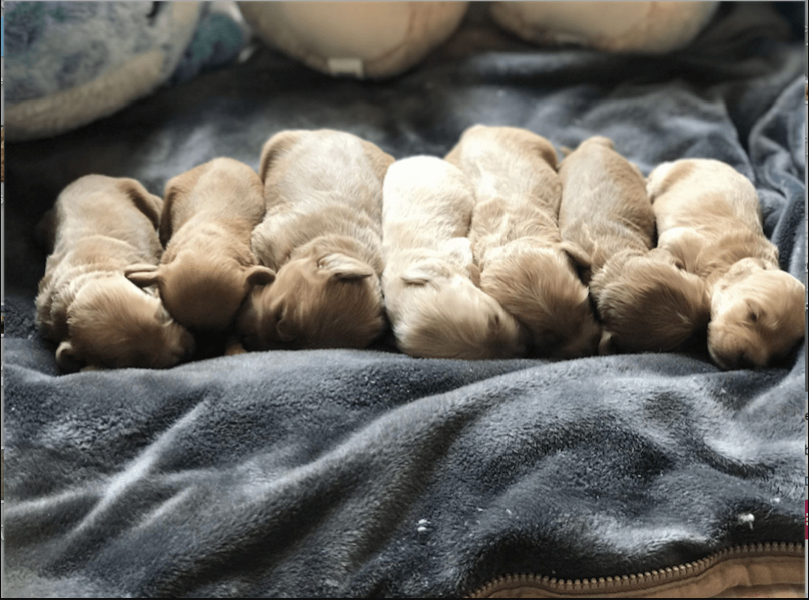 Labradoodle Litter