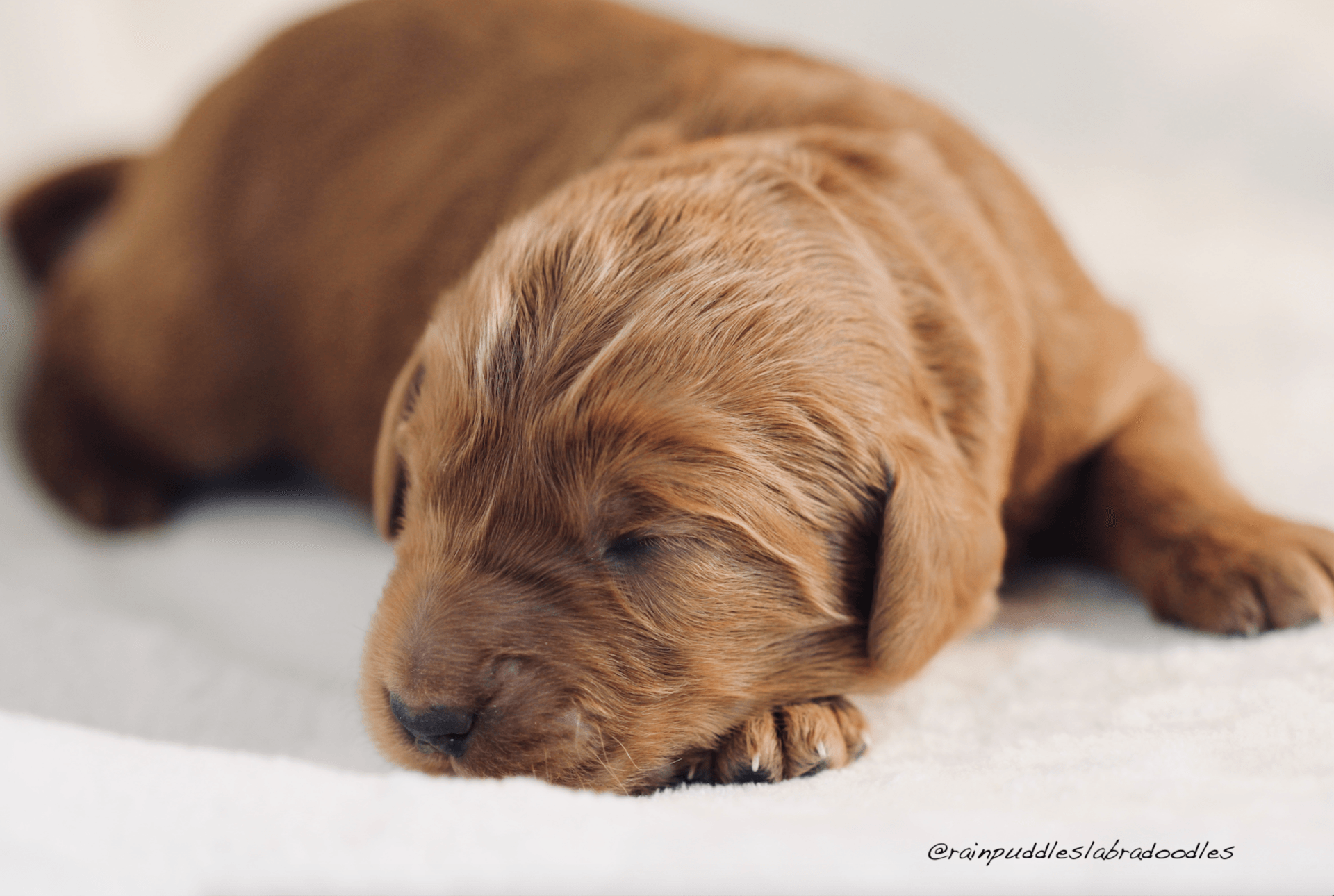 Australian Labradoodle Sleeping