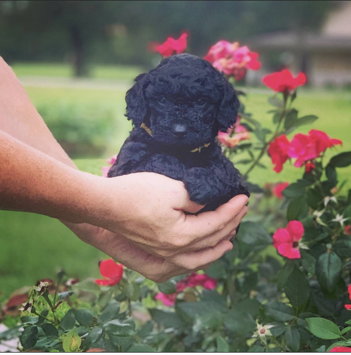 Labradoodle Puppy in Hands