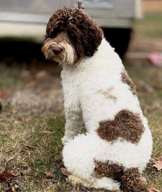 A white and brown dog with a curly coat sits on grass.