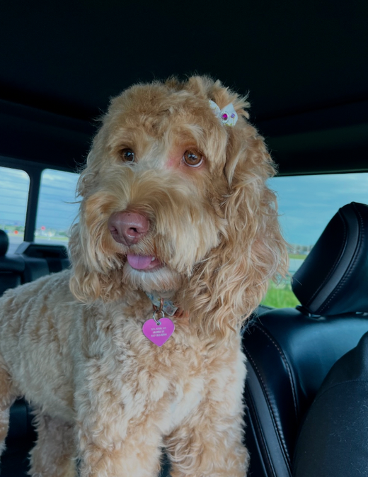 Golden doodle with pink collar in a car, wearing a white bow, looking forward.