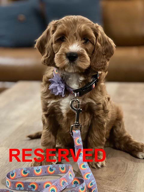 Brown puppy with curly fur and a purple flower collar; sitting with rainbow leash,