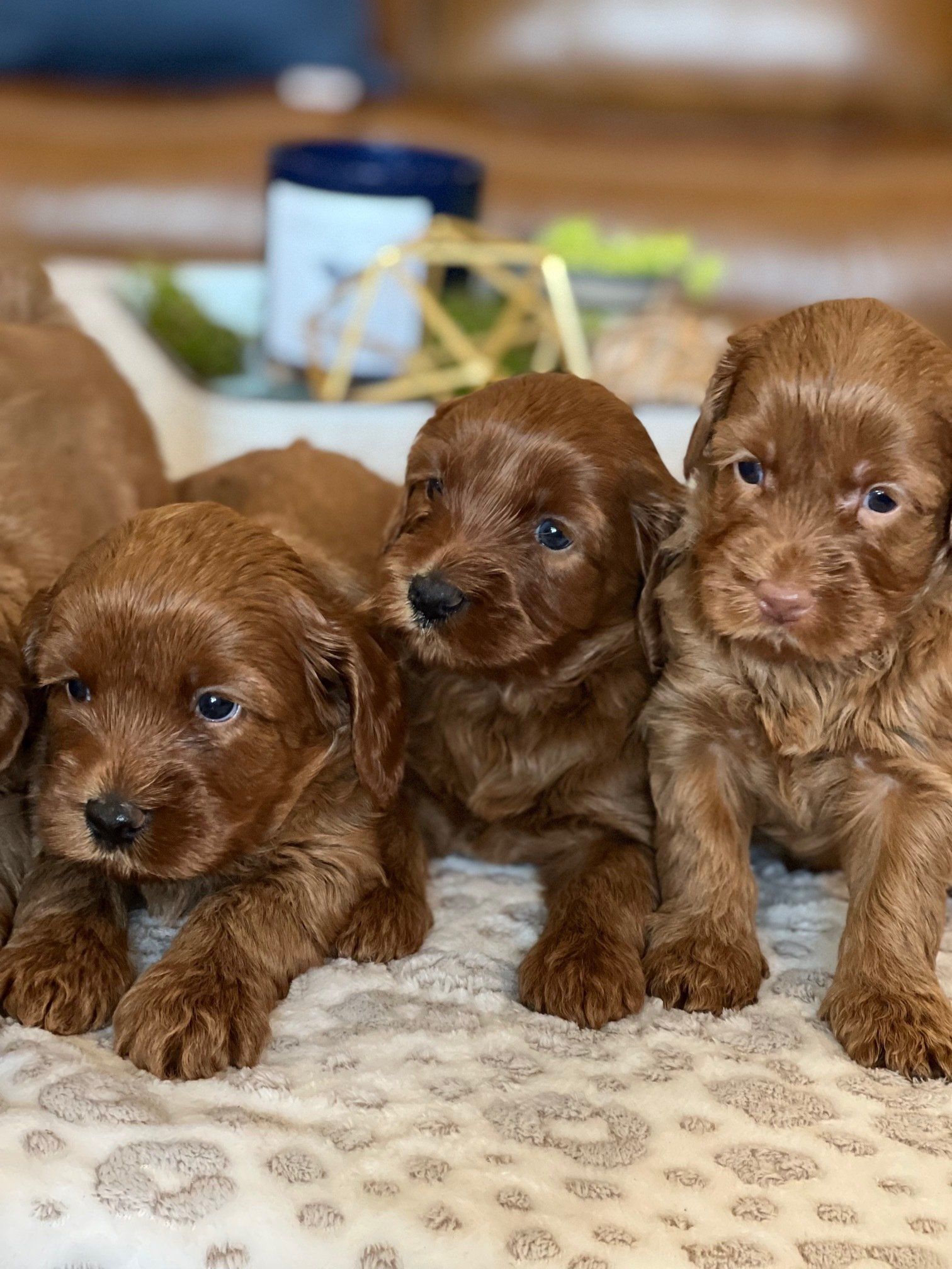 Labradoodle Puppies Near Me